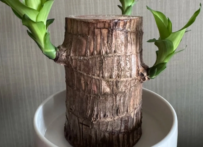 水培巴西木照顧 水培巴西木照顧