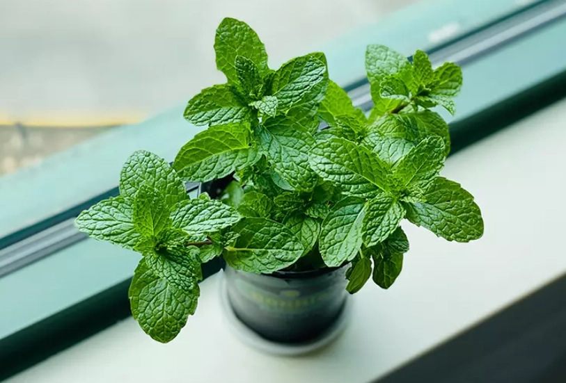 薄荷栽種方法