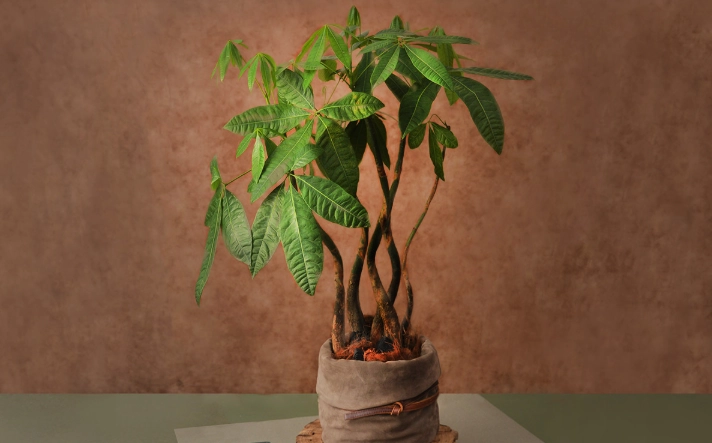 發財樹澆水注意事項