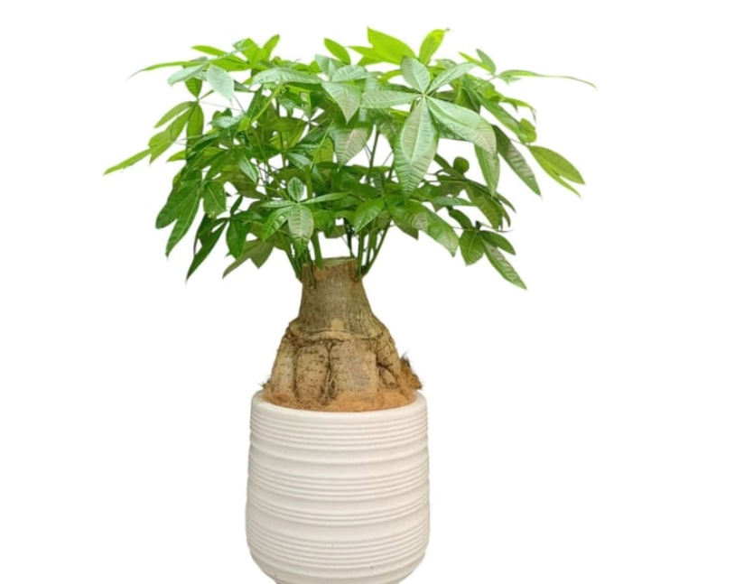 發財樹澆水方法