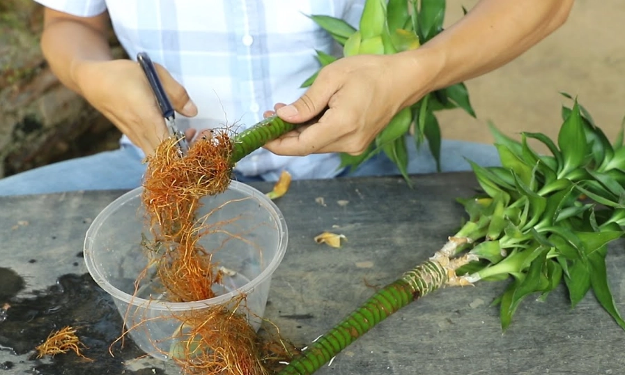 開運竹修剪方法