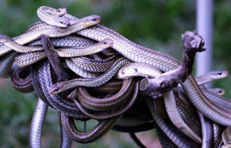 女人夢見蛇解夢