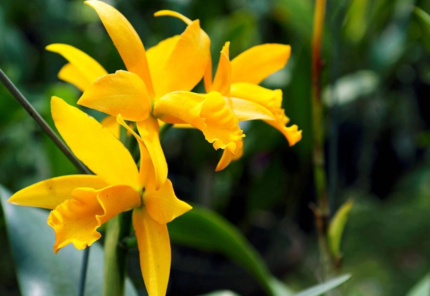 黃色蘭花養護