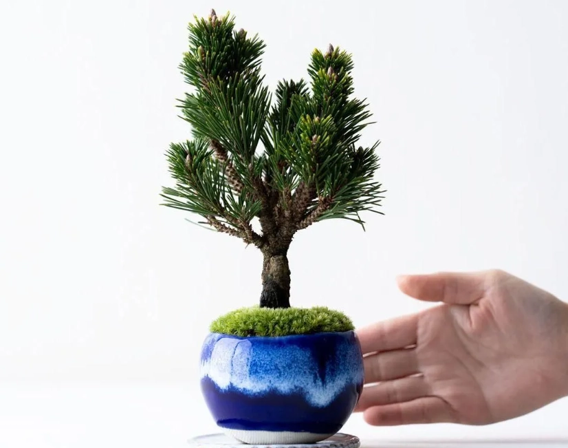 盆景松樹照顧