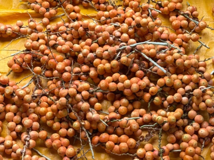 黃椰子果實用途