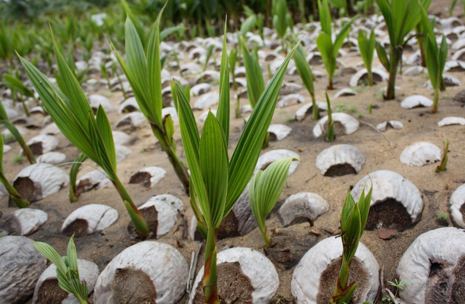椰子树台湾种植