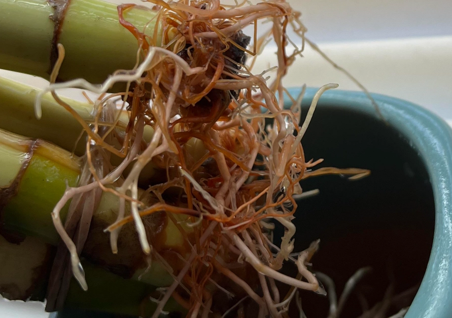 水耕富貴竹爛根處理