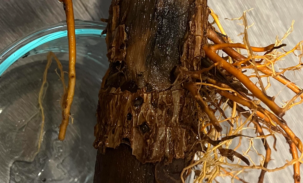 富貴竹根部腐爛