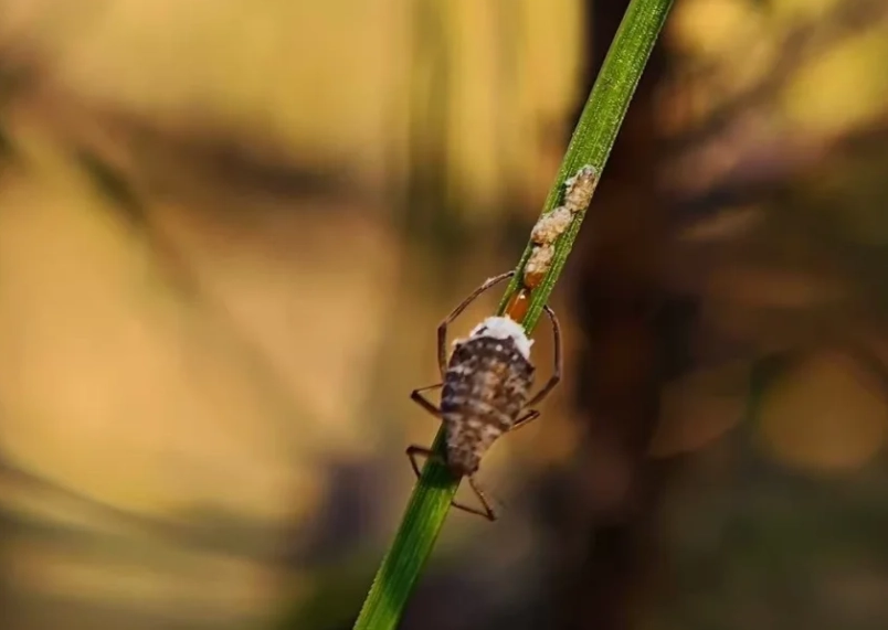 松樹蚜蟲有機防治 松樹蚜蟲有機防治