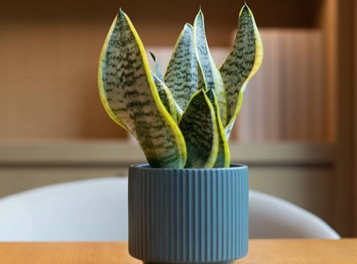 辦公室多肉植物推薦