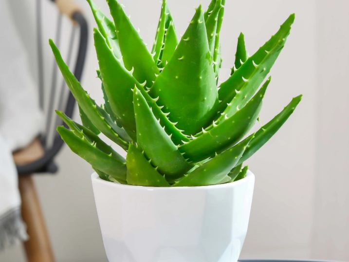 多肉植物養護方法