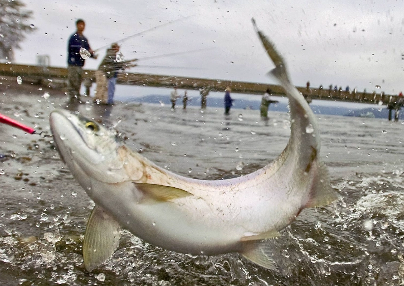 魚掙扎夢境解析