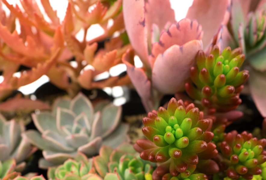 多肉植物照顧