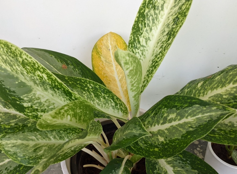 萬年青葉子變黃處理