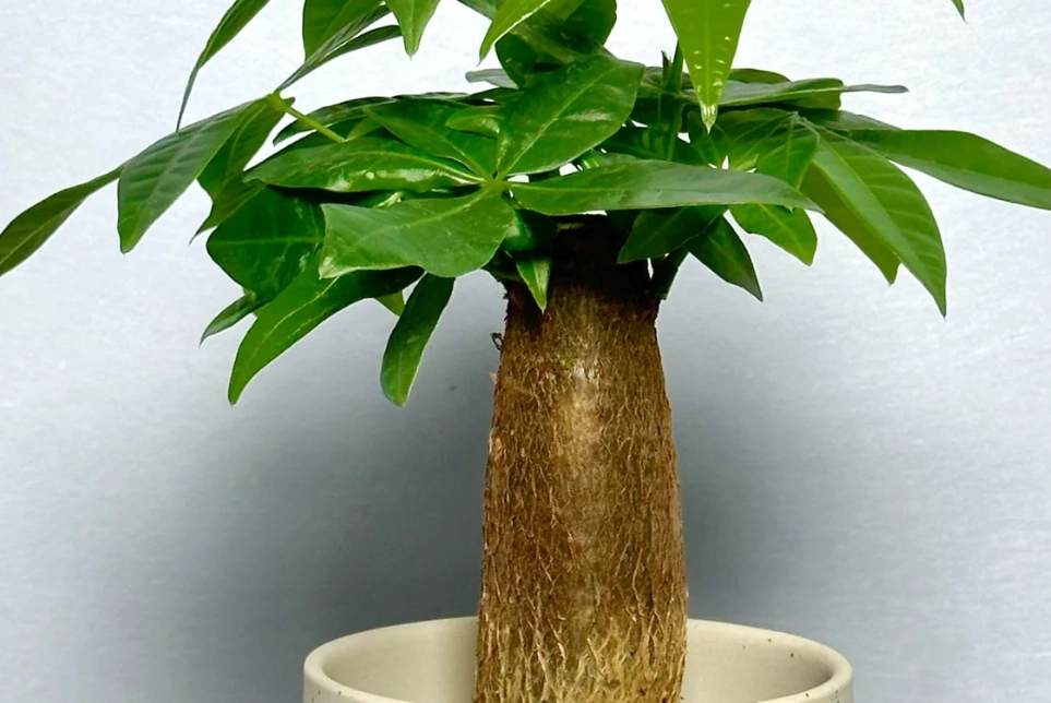 發財樹澆水方法