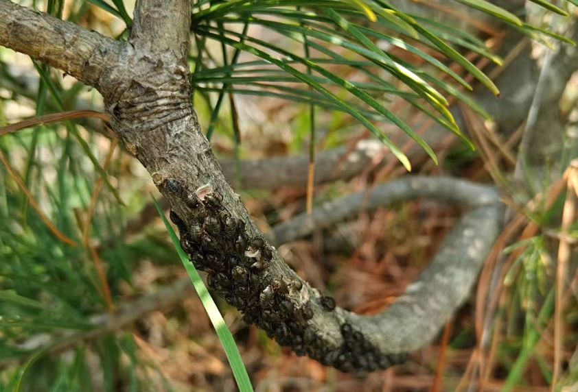 松樹蚜蟲防治