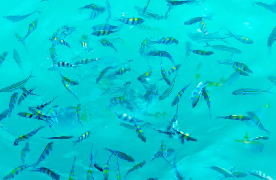 夢到很多小魚 解夢