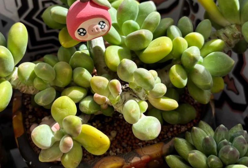 多肉植物光照不足