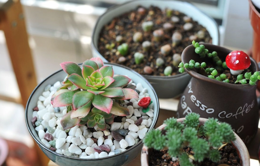 低光照多肉植物