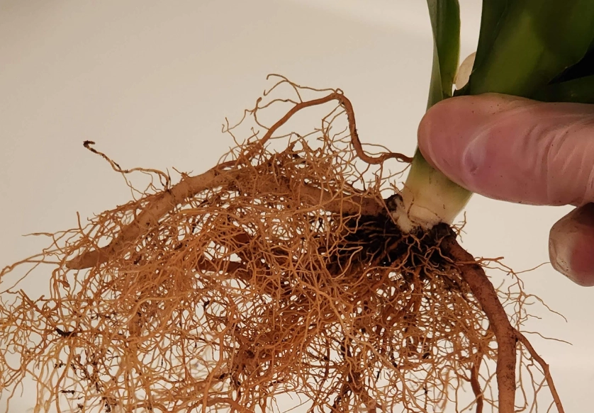 富貴竹根部腐爛