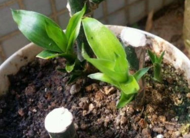 土培富貴竹方法