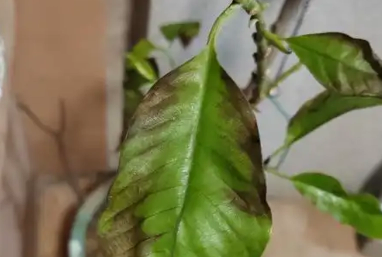 玉蘭花葉子枯黃預防