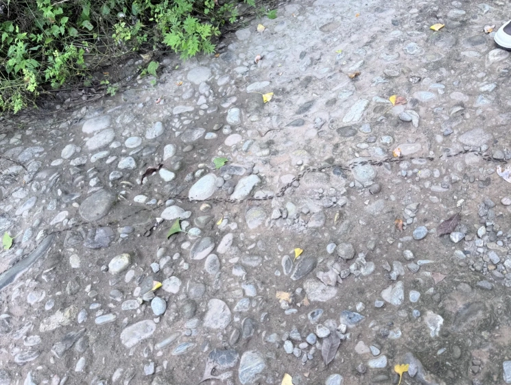 夢見螞蟻搬家運勢