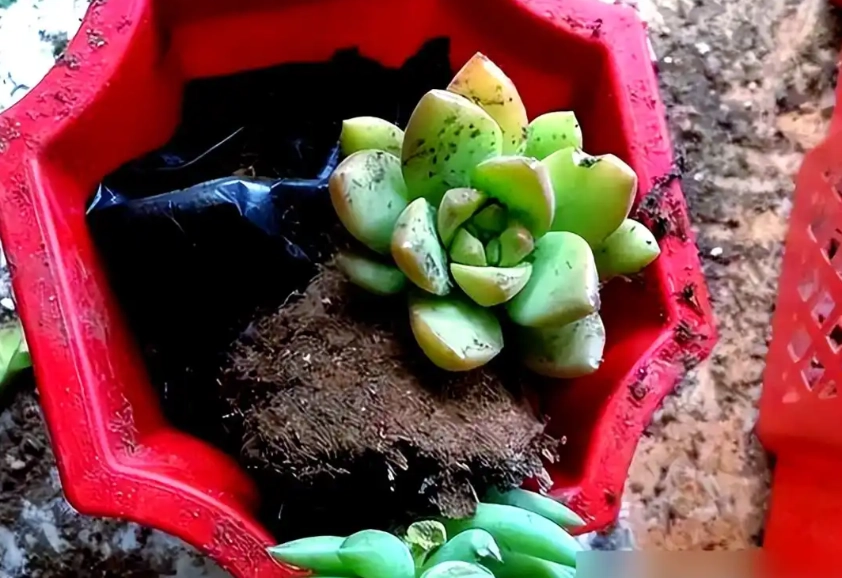 多肉植物夏季換盆