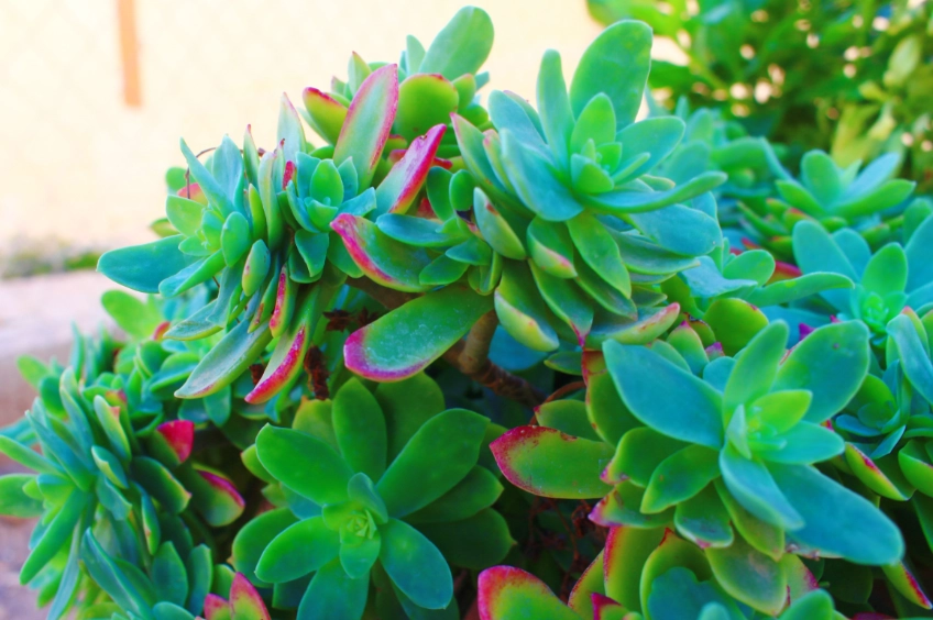 多肉植物澆水频率