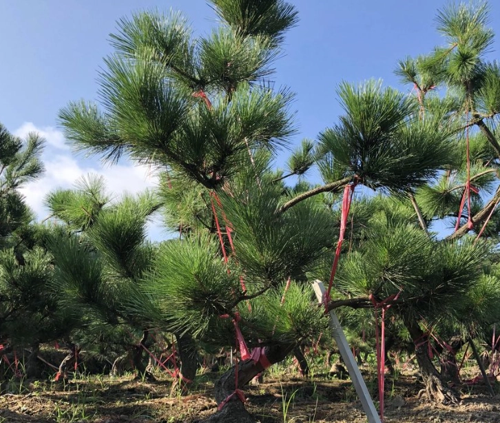 黑松植物養護 黑松植物養護