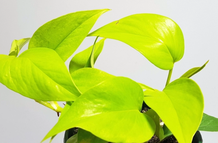 低光照植物照顧 低光照植物照顧