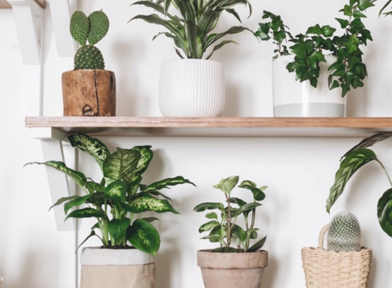 居家盆栽推薦
