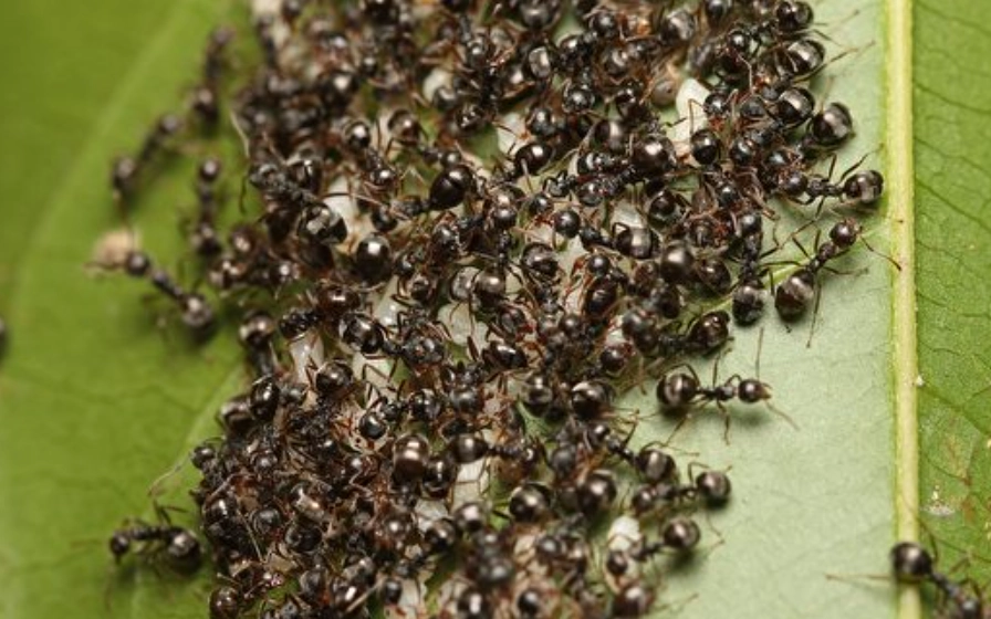 螞蟻夢境心理學