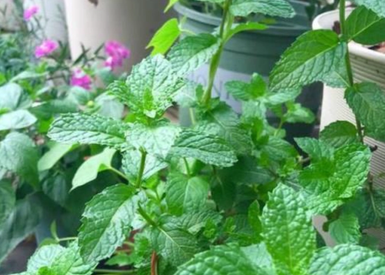 薄荷種植技巧