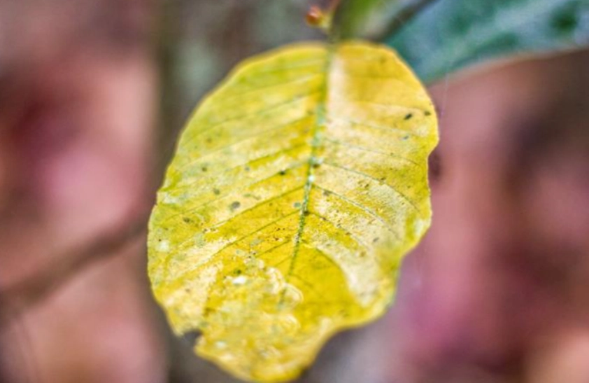 葉黃病成因