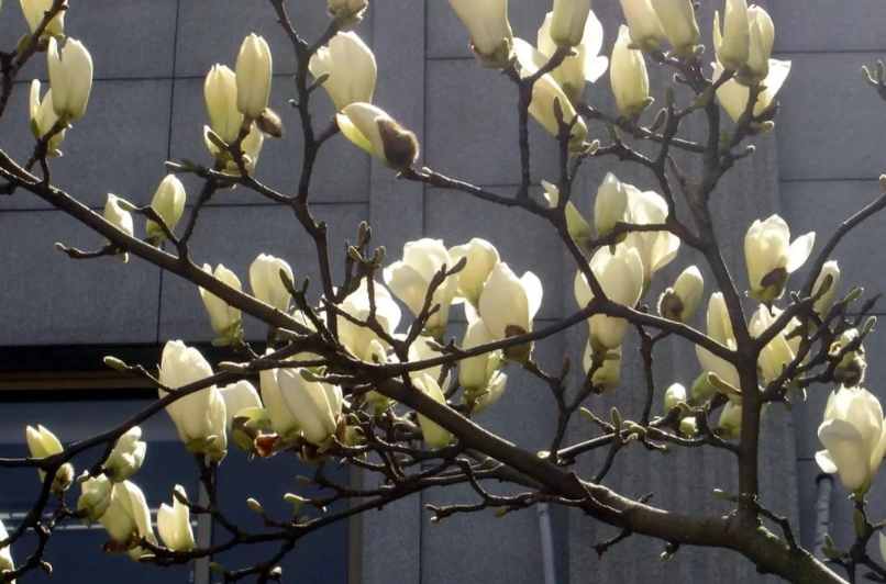 白玉蘭花種植方法