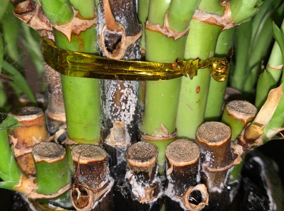 富貴竹發霉處理