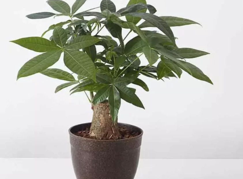 發財樹照顧 發財樹照顧