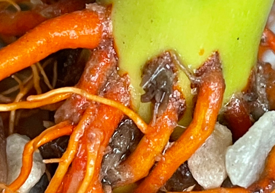 水耕富貴竹爛根處理