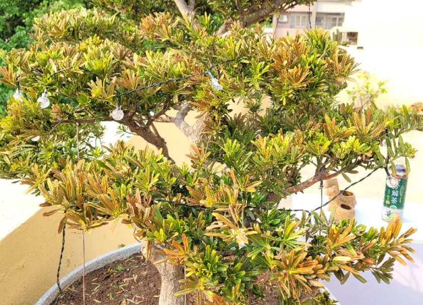 羅漢松養護方法