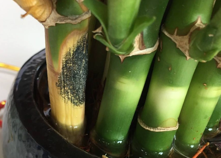 富貴竹霉菌防治