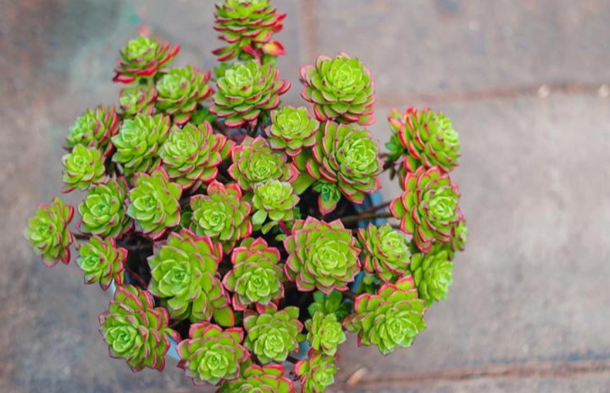 多肉植物浇水方法