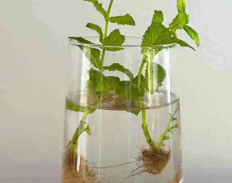 薄荷水耕種植技巧