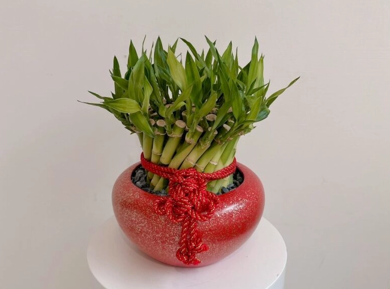 幸運竹生長方法