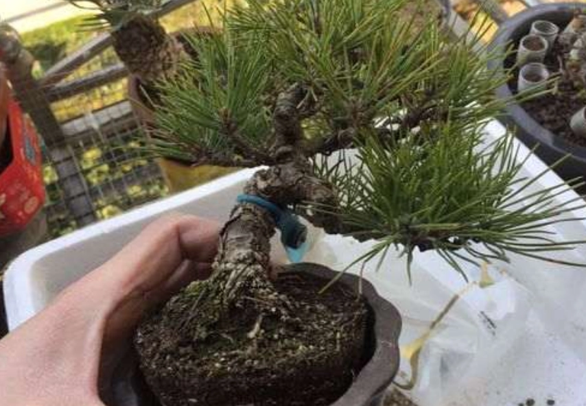 黑松盆栽換盆方法