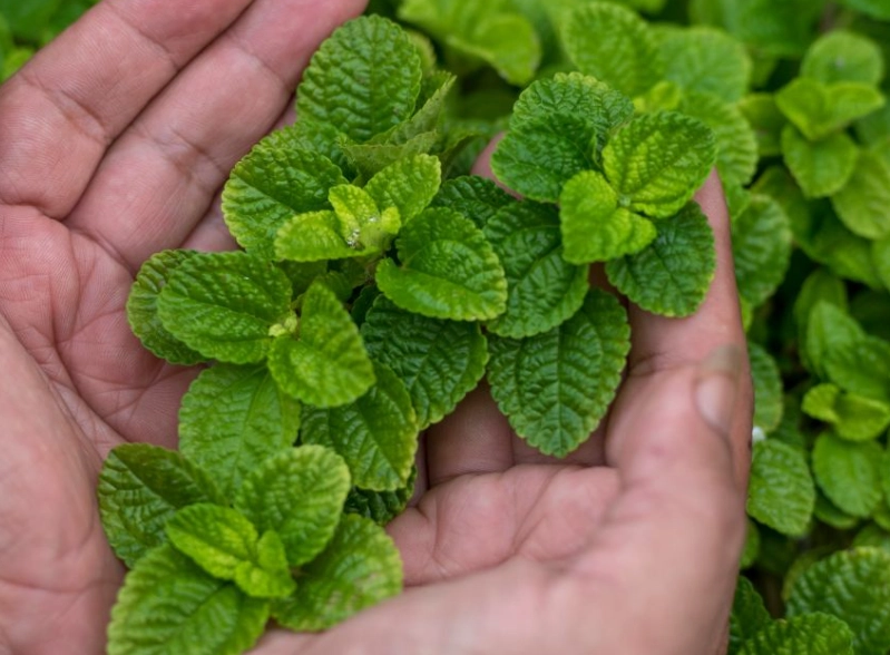 薄荷病蟲害防治