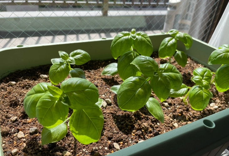 羅勒盆栽問題解決