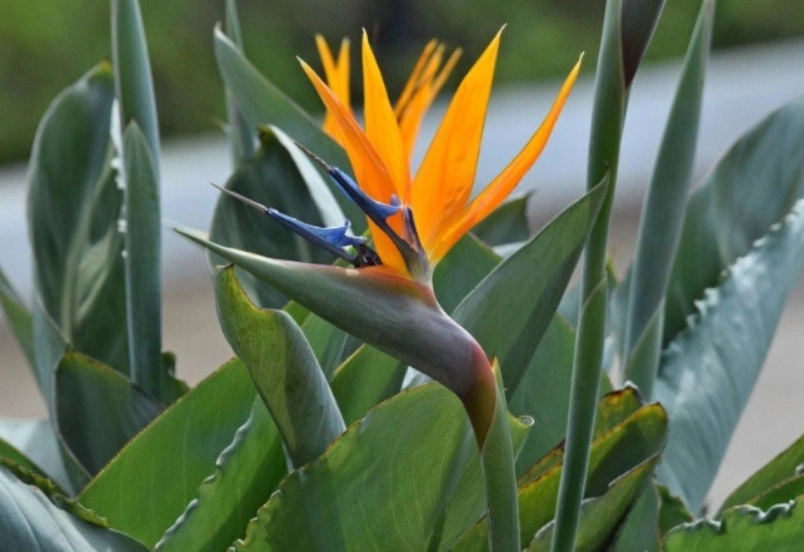 天堂鳥養護方法