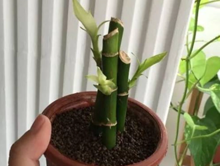 土培富貴竹方法