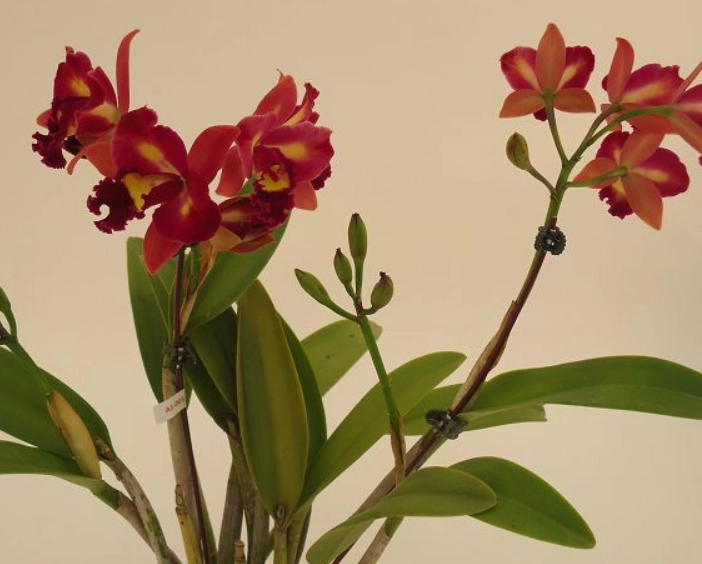 初學者蘭花品種